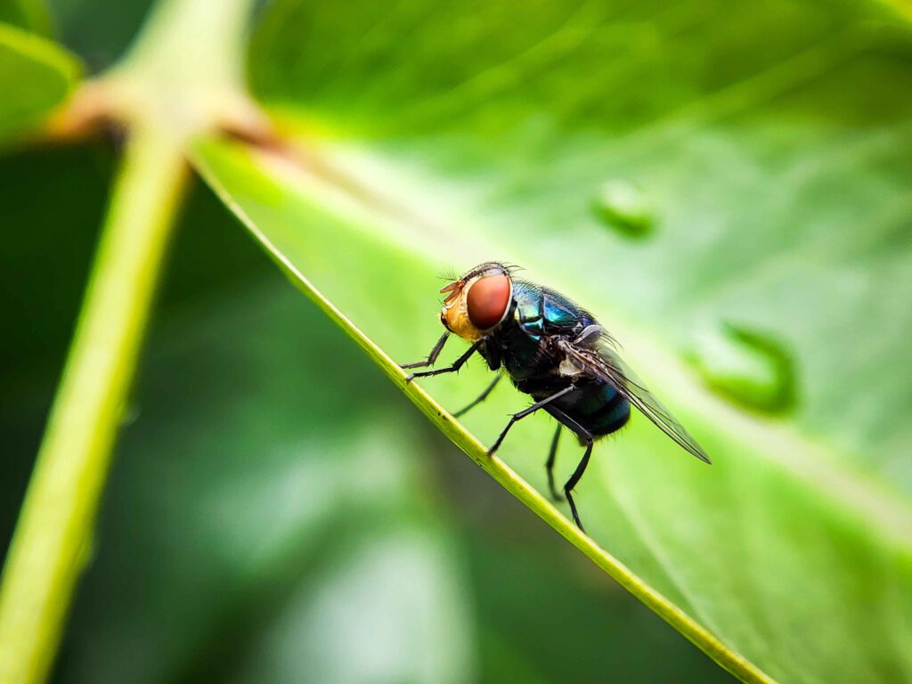 Cochliomyia hominivorax, the New World screw-worm fly, or screw-