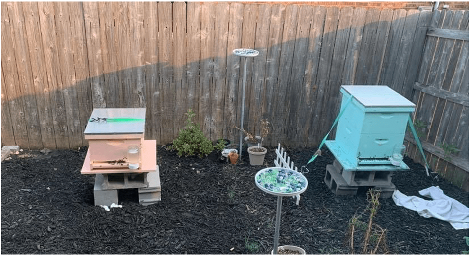 A Bee in my Bonnet – Honeybees and Decision Making