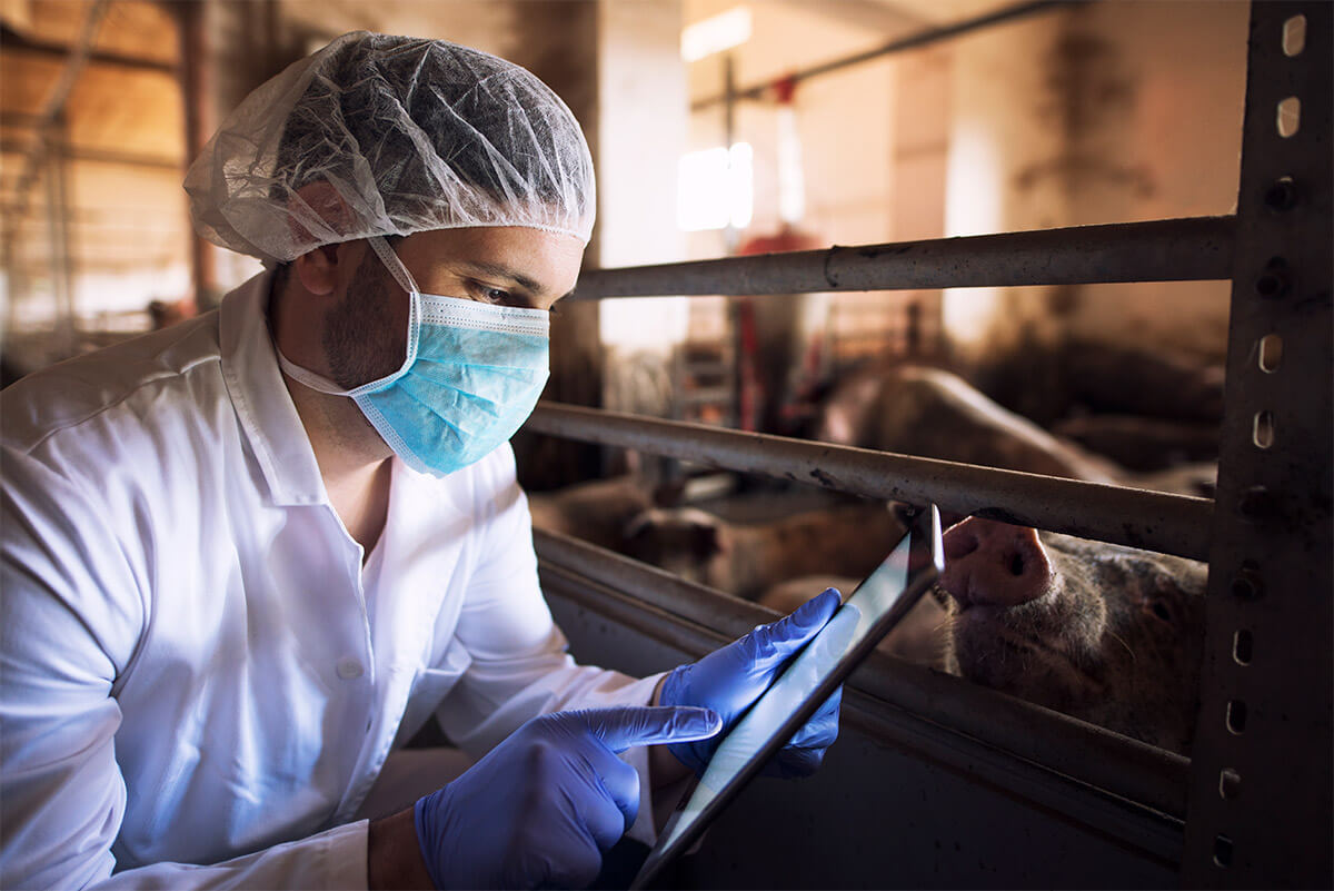 a researcher in mask and hairnet enters data collected from swine onto his tablet