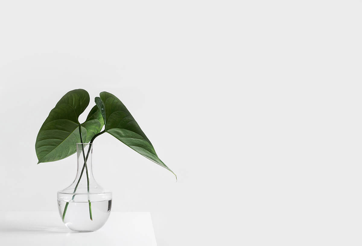 a plant in a clear vase on white table and white wall